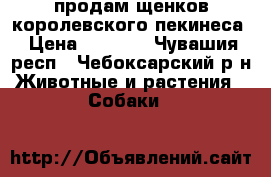 продам щенков королевского пекинеса › Цена ­ 6 000 - Чувашия респ., Чебоксарский р-н Животные и растения » Собаки   